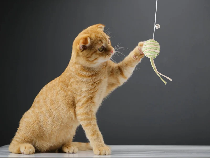 Katzenspielzeug Angelrute mit Ball & Rassel – Interaktives Spielzeug aus Holz